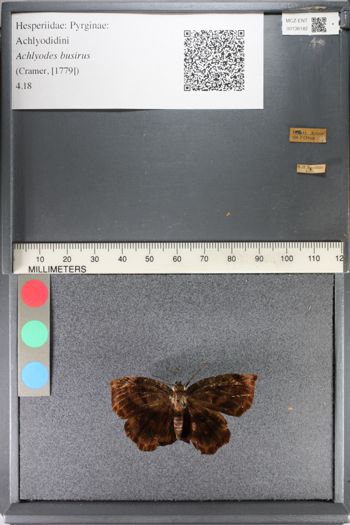 Media type: image;   Entomology 136182